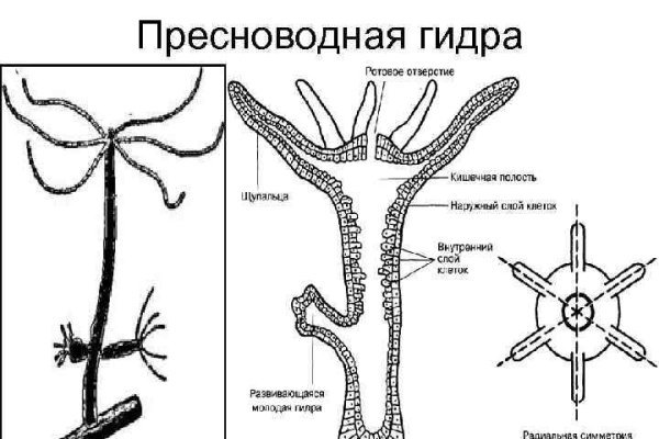 Mega ссылка для тор браузера